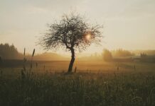 Inicjatywy obywatelskie – głos ludu czy presja społeczna?