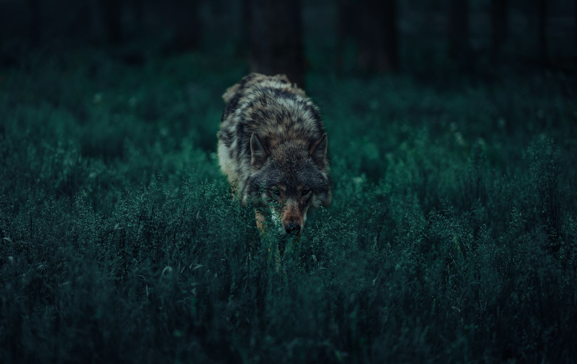 Samotny wilk w gęstym lesie o zmierzchu