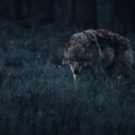 Samotny wilk w mrocznym, tajemniczym lesie nocą