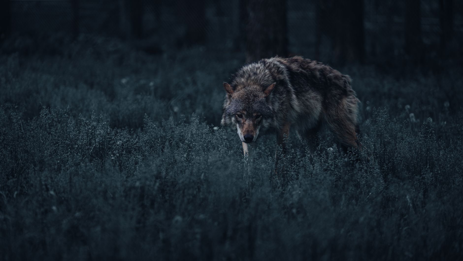 Samotny wilk w mrocznym, tajemniczym lesie nocą