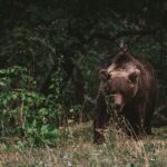 Niedźwiedzie na Słowacji: jak zachować się na szlaku i uniknąć niebezpieczeństwa?