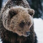 Niedźwiedzie na Słowacji: jak zachować się na szlaku i uniknąć niebezpieczeństwa?