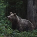 Niedźwiedzie na Słowacji: jak zachować się na szlaku i uniknąć niebezpieczeństwa?