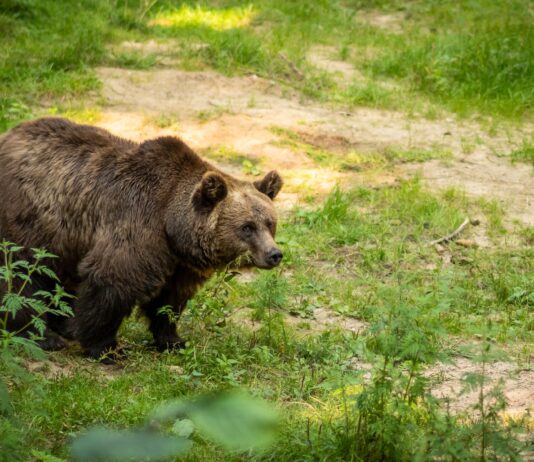 Niedźwiedzie na Słowacji: jak zachować się na szlaku i uniknąć niebezpieczeństwa? Niedźwiedzie na Słowacji: jak zachować się na szlaku i uniknąć niebezpieczeństwa?