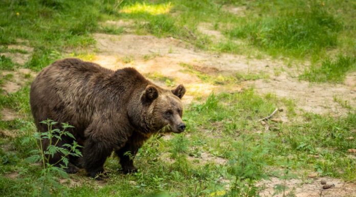 Niedźwiedzie na Słowacji: jak zachować się na szlaku i uniknąć niebezpieczeństwa? Niedźwiedzie na Słowacji: jak zachować się na szlaku i uniknąć niebezpieczeństwa?