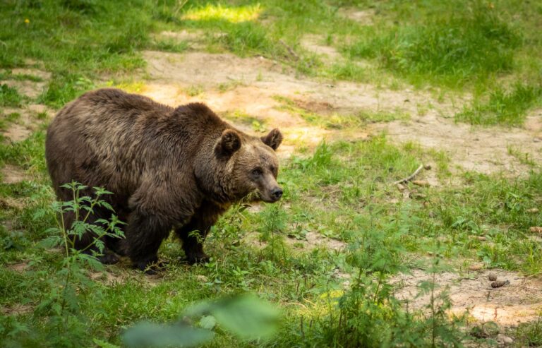Niedźwiedzie na Słowacji: jak zachować się na szlaku i uniknąć niebezpieczeństwa?