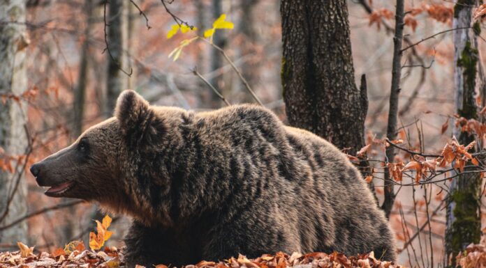 Nowelizacja ustawy o ochronie przyrody na Słowacji: odstrzał niedźwiedzi a prawo UE Dziki niedźwiedź brunatny odpoczywający w rumuńskim lesie jesienią