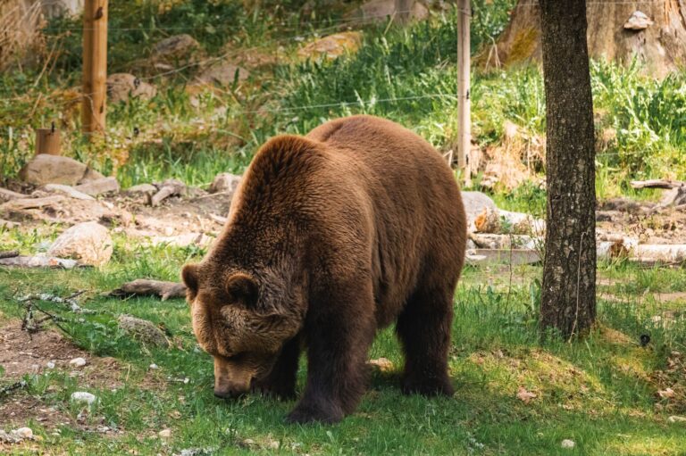 Niedźwiedź grizzly żerujący w zielonym lesie