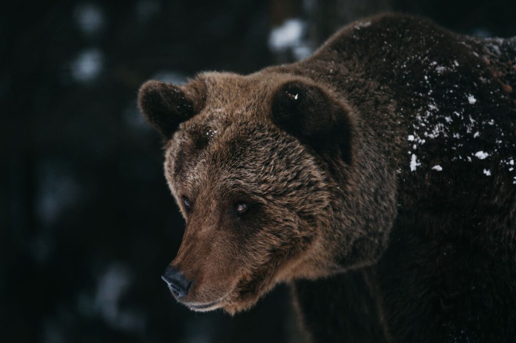Zbliżenie na niedźwiedzia grizzly z ośnieżonym futrem